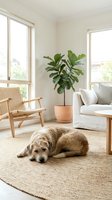 Fluffy dog resting on a jute rug in a bright Scandinavian living room with fiddle leaf fig plant and natural wood furniture.