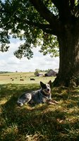 Australian cattle dog resting under large oak tree in pastoral farm setting with grazing cattle and rustic barn in background on sunny countryside day.