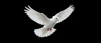 White dove flying with outstretched wings against black background symbolizing peace, freedom and spirituality for religious and conceptual designs.