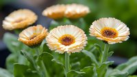 Peach-colored calendula flowers in bloom against green foliage background, showing delicate petals and dark centers in natural garden setting.