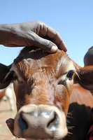 African farmer gently petting brown cow head close-up against blue sky background, showing tender care and connection between human and livestock.