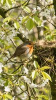 Robin bird building nest among white cherry blossoms on flowering tree branch in spring garden. Wildlife nesting behavior during blooming season.