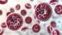 Red blood cells floating in plasma, microscopic medical visualization showing detailed cellular structure and membrane texture in soft focus background.
