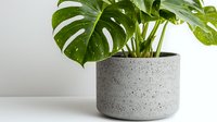 Monstera deliciosa plant with large green split leaves in modern gray concrete planter against white wall, minimal home decor styling for interior design.