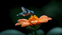 Vibrant hummingbird hovering over large orange zinnia flower against dark background, wings spread in mid-flight while feeding on nectar, capturing nature in motion.