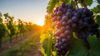 Ripe purple grapes hanging on vine in vineyard at golden hour sunset. Wine making harvest season in agricultural landscape with warm sunlight filtering through leaves.