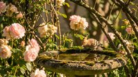 Small bird perched on moss-covered stone birdbath surrounded by blooming pink roses in sunlit garden setting for nature and wildlife photography.
