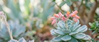 Succulent plant with pink and coral colored leaves growing in natural garden setting with soft bokeh background creating peaceful botanical atmosphere.