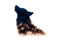 Mystical wolf silhouette filled with starry night sky and glowing constellation pattern, creating magical double exposure effect on white background.