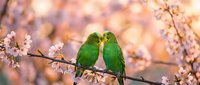 Two green parrots perched together on a flowering branch during spring bloom, symbolizing love and companionship in nature.