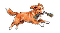 Golden retriever playing with colorful rope toy, isolated on white background. Perfect for pet product design, veterinary materials, dog training guides, and animal-related publications.
