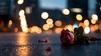 Red rose lying on wet asphalt at night with romantic bokeh city lights creating dreamy atmosphere, fallen petals scattered nearby, moody urban photography.