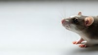 Cute domestic rat with gray and white fur looking up curiously on clean white background, pet rodent portrait for veterinary and animal care concepts.