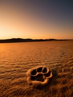 Animal paw print in sand at sunset with golden light casting shadows across beach, mountains visible on horizon. Wildlife tracking and nature photography.