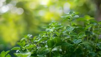 Fresh oregano plant with vibrant green leaves growing in garden, natural bokeh background. Aromatic culinary herb closeup for cooking, gardening and food blogs.