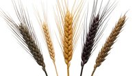 Five wheat ears of different varieties and colors arranged in a fan shape, isolated on white background, ready for design use.