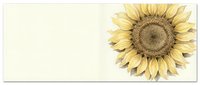 Vintage watercolor sunflower in soft yellow tones on cream background, botanical art style for greeting cards, stationery, and wall decor.
