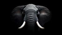Dramatic close-up portrait of African elephant head with large tusks against black background, highlighting texture and details in monochromatic style for wildlife art.