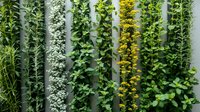 Vertical garden with rows of diverse green plants and yellow flowering species growing on wall-mounted panels. Perfect for urban landscaping.