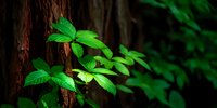 Fresh green Virginia creeper leaves growing on tree trunk in dark forest, creating natural contrast between vibrant foliage and rough bark.