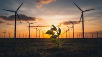 Green plant sprout growing in field with wind turbines at sunset, renewable energy and environmental sustainability concept for eco-friendly power generation.