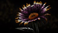 Purple and gold daisy-like flower with glowing petals against dark background, suitable for botanical art, nature designs, and decorative projects.