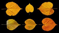 Autumn leaves in various stages of color change, isolated on transparent background, ready for clipart, t-shirt design, stickers, print-on-demand products, and sublimation projects.