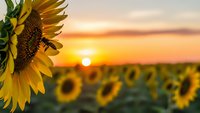 Sunflower field at golden hour sunset with warm orange sky and blurred background creating peaceful agricultural landscape for nature and farming concepts.