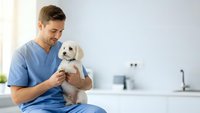 Young male veterinarian in blue scrubs holding adorable white puppy in modern clinic examination room for pet healthcare and animal wellness checkups.