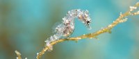 Tiny seahorse clinging to golden coral branch in turquoise underwater environment showcasing marine biodiversity and delicate ocean ecosystem balance.