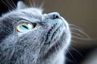Close-up portrait of gray cat with bright blue eyes looking up, showing detailed whiskers and facial features against blurred background. Artistic pet photography.