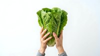 Fresh green romaine lettuce held in hands against white background, isolated for healthy eating and nutrition design projects.