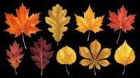 Autumn leaves collection featuring maple, oak, and chestnut foliage in vibrant fall colors. Isolated on transparent background, ready for t-shirt design, clipart, stickers, sublimation, and print-on-demand projects.