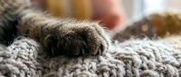 Cat paw resting on soft knitted fabric, close-up shot showing fur texture and cozy domestic comfort for pet care and lifestyle content.