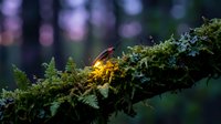 Small yellow bird perched on moss-covered branch in forest with soft bokeh background creating peaceful woodland wildlife scene for nature photography.