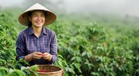Young Asian female farmer wearing traditional conical hat and purple plaid shirt harvesting fresh vegetables in lush green field during daytime agricultural work.