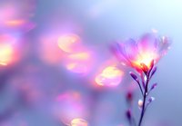 Dreamy spring flower silhouette against soft purple and pink bokeh background creates magical atmosphere for romantic and nature designs.