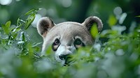 Young panda bear face peeking through green foliage with curious expression. Close up portrait showing eyes and nose against blurred natural background.