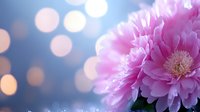 Pink peony flower in full bloom against blurred blue background with soft bokeh lights creating dreamy romantic atmosphere for greeting cards and celebrations.