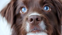 Close up portrait of brown dog with striking bright blue eyes and white muzzle markings against blurred background, showing detailed facial features and whiskers.