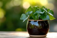 Fresh green ivy plant growing in glossy brown ceramic pot against soft bokeh background, decorative houseplant on wooden surface in natural light.
