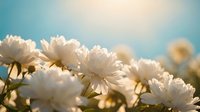 White daisy flowers blooming in soft sunlight against blue sky background creating peaceful spring garden scene for nature and floral design projects.