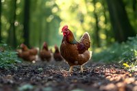 Brown rooster leading flock of hens through sunlit forest path with green bokeh background, showcasing free-range poultry in natural environment.