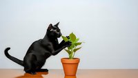 Black cat playing with green houseplant in terracotta pot on wooden surface against white background for pet care and indoor gardening concepts.