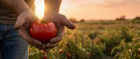 Farmer hands holding fresh red tomato at sunset in agricultural field. Organic farming, harvest season, healthy food production concept for sustainable agriculture.