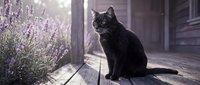 Black cat sitting on a rustic wooden porch beside blooming lavender flowers in soft morning light, serene countryside atmosphere.