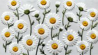 White daisy flowers with yellow centers and green stems arranged in repeating pattern on light background for spring botanical design projects.