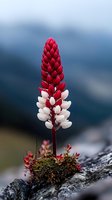 Red and white lupine flower spike growing from moss on rocky surface with blurred mountain landscape background for nature photography projects.