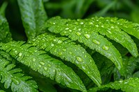 Fresh green fern leaves covered with morning dew drops in natural environment, macro nature photography showing plant details and water pearls.