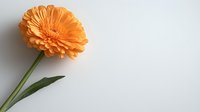 Vibrant orange gerbera daisy flower with green stem isolated on white background, minimalist floral composition with copy space for text or design elements.